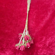 Pink Tulip Paranda